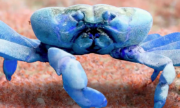 Top 10 most expensive crabs in the world 2021